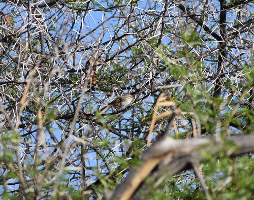 Namaqua Warbler (Phragmacia substriata), photo 7