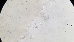 Pseudohiatula irrorata