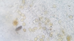 Pseudohiatula irrorata