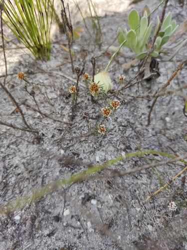 Image of Disparago laxifolia by (c) Seth Musker, some rights reserved (CC BY)