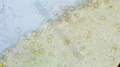 Pseudohiatula irrorata