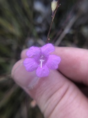 Agalinis oligophylla
