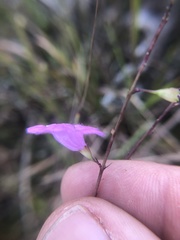 Agalinis oligophylla