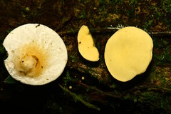 Phillipsia lutea