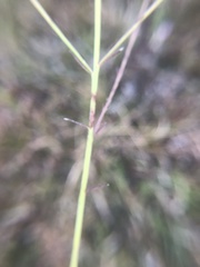 Agalinis oligophylla