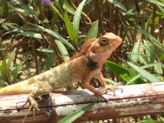 Calotes versicolor
