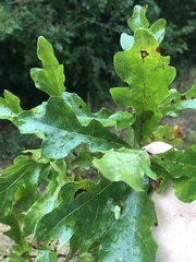 Quercus austrina