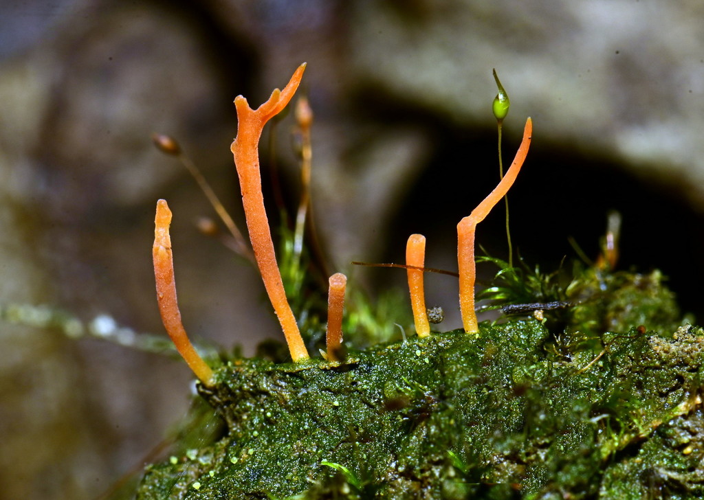 Sulzbacheromyces caatingae · February 2020 · photo: © alan_rockefeller (iNaturalist, cc-by-sa)