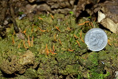 Sulzbacheromyces caatingae