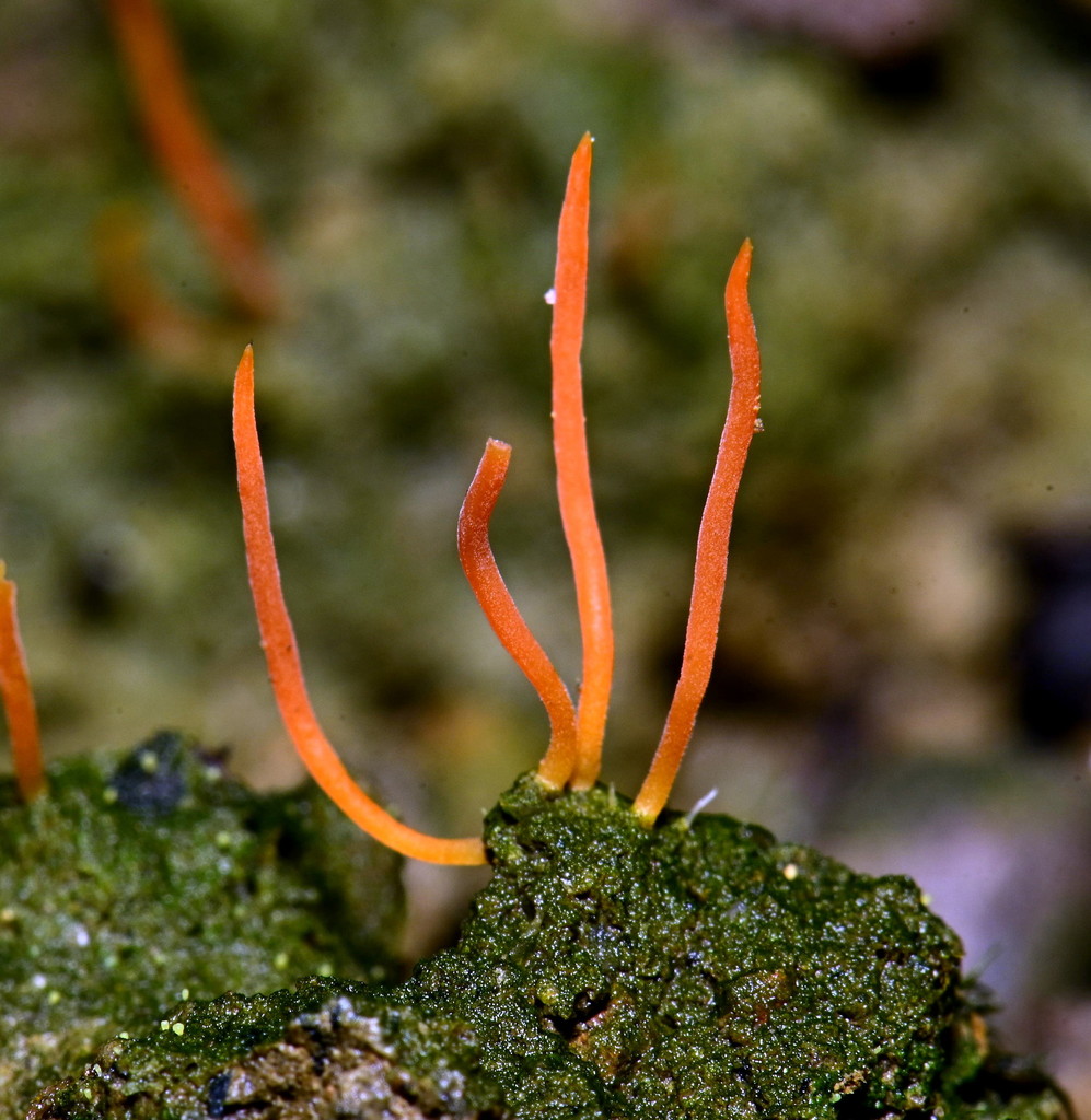 Lepidostromatales