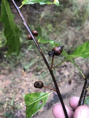 Quercus austrina