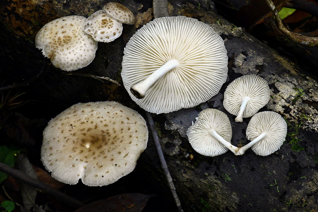 Oudemansiella cubensis · February 2020 · photo: © alan_rockefeller (iNaturalist, cc-by-sa)