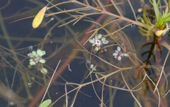 Crassula natans