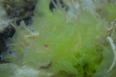 Ulva rigida