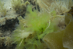 Ulva rigida