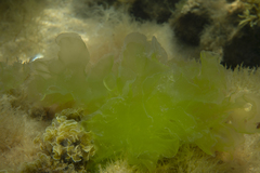 Ulva rigida