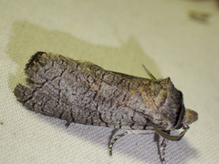 Culama suffusca