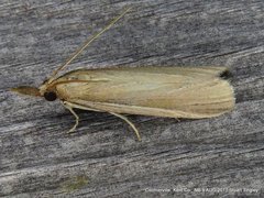 Peoria gematella
