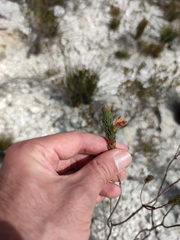 Erica viscaria pendula