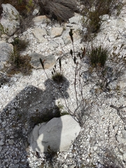 Erica viscaria pendula