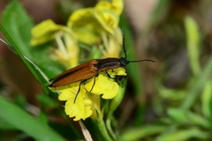 Elatichrosis trisulcatus