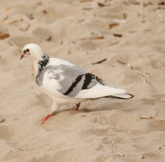 Columba livia domestica
