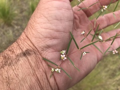 Euphorbia florida