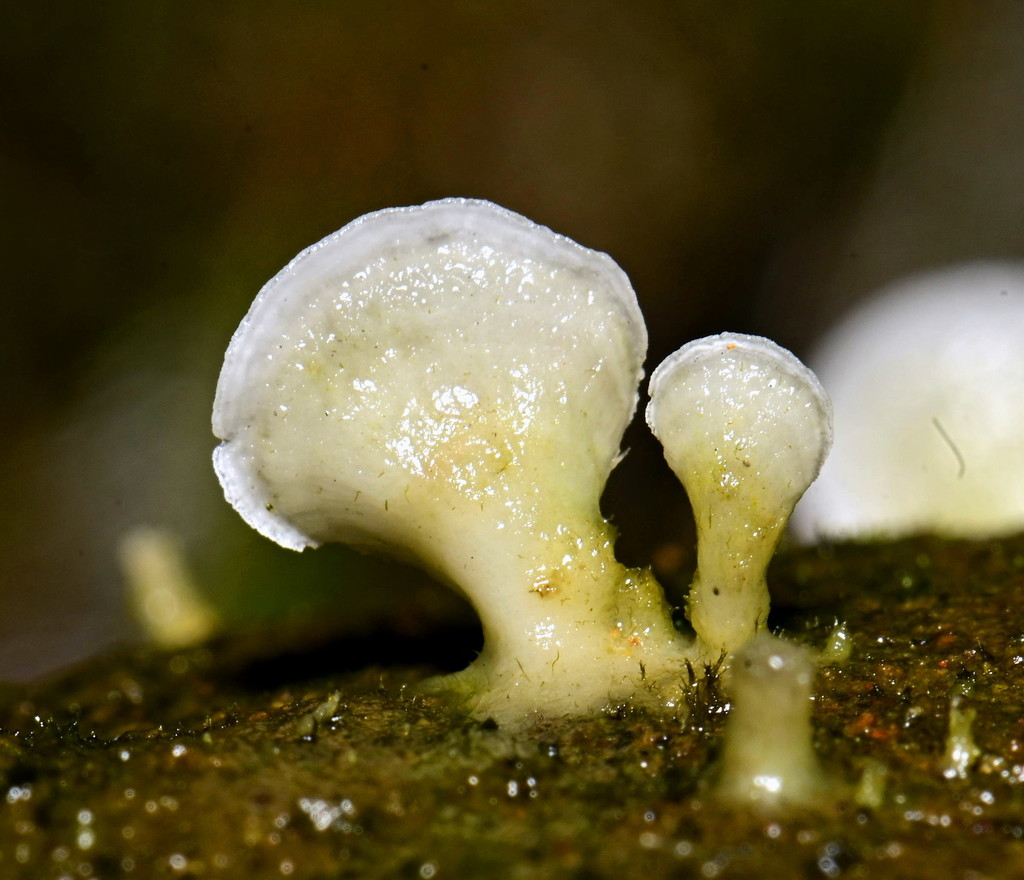 Cyphellostereum pusiolum · February 2020 · photo: © alan_rockefeller (iNaturalist, cc-by-sa)