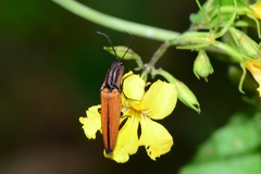 Elatichrosis trisulcatus