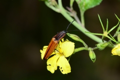 Elatichrosis trisulcatus