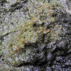 Protoblastenia rupestris