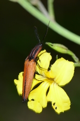 Elatichrosis trisulcatus