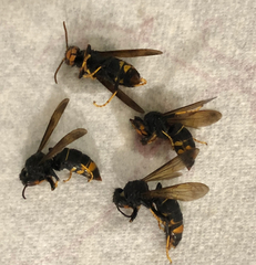 Vespa velutina