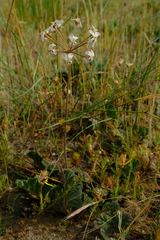 Pelargonium radulifolium