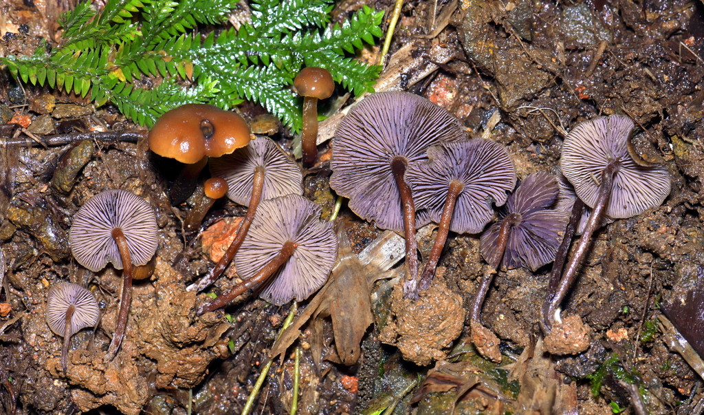 Psilocybe moseri · February 2020 · photo: © alan_rockefeller (iNaturalist, cc-by-sa)