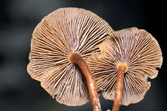 Psilocybe moseri
