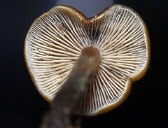 Psilocybe moseri