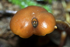 Psilocybe moseri