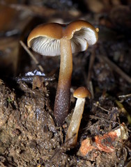 Psilocybe moseri