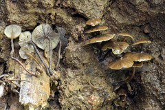 Psilocybe moseri