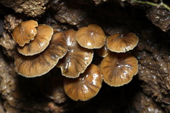 Psilocybe moseri