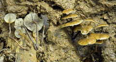 Psilocybe moseri