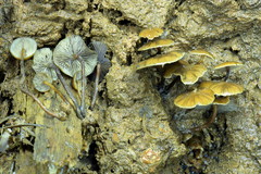 Psilocybe moseri