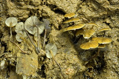 Psilocybe moseri