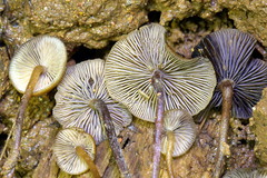 Psilocybe moseri
