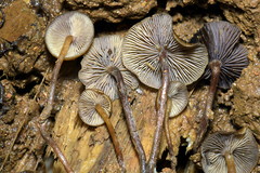 Psilocybe moseri
