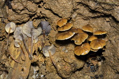 Psilocybe moseri