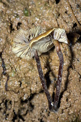 Psilocybe moseri