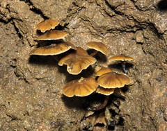Psilocybe moseri