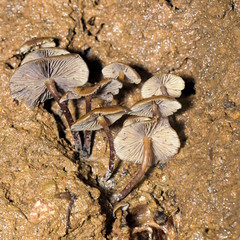 Psilocybe moseri